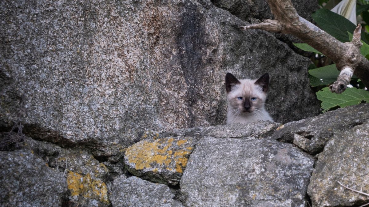 Persian Siamese Mix A Match Made In Heaven