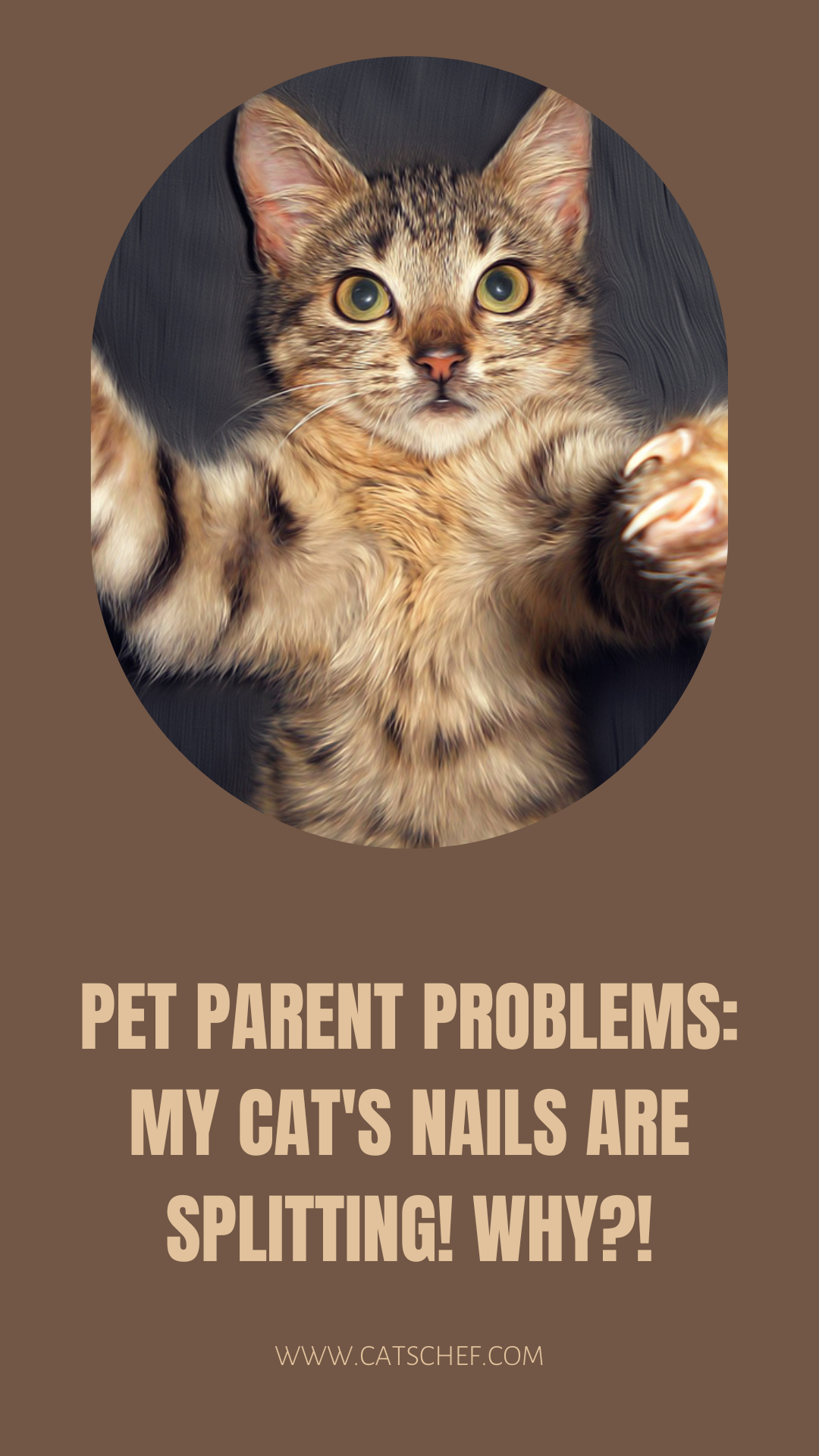 Evcil Hayvan Ebeveynlerinin Sorunları: Kedimin Tırnakları Yarılıyor! Neden?!