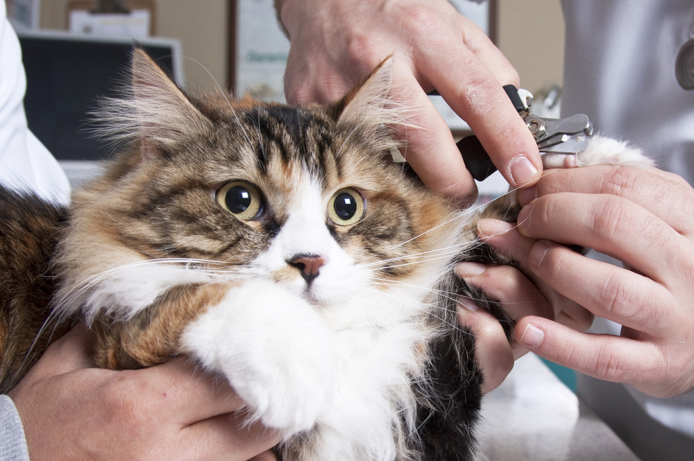 Pet Parent Problems: My Cat's Nails Are Splitting! Why?!