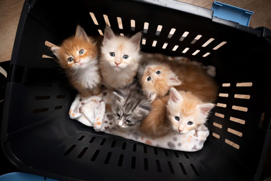 Preparing A Purrfect Cat Birthing Box For Your Mama Fluff