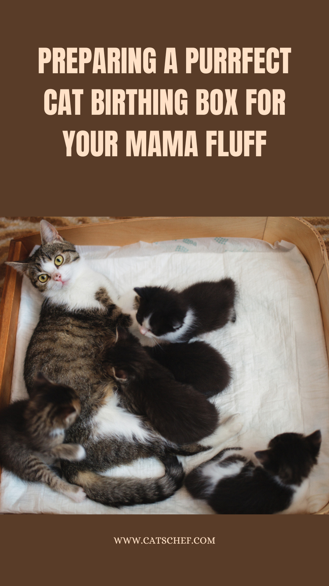 Preparing A Purrfect Cat Birthing Box For Your Mama Fluff