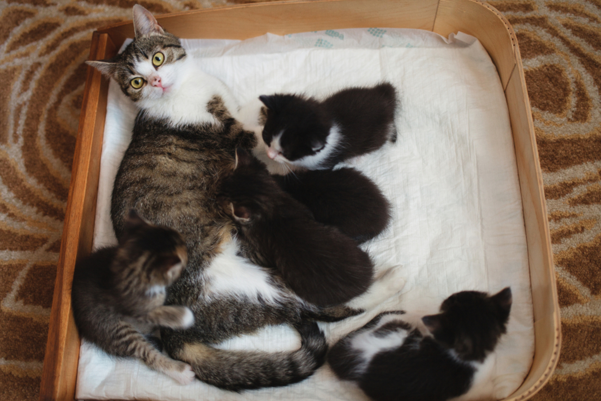 Preparing A Purrfect Cat Birthing Box For Your Mama Fluff