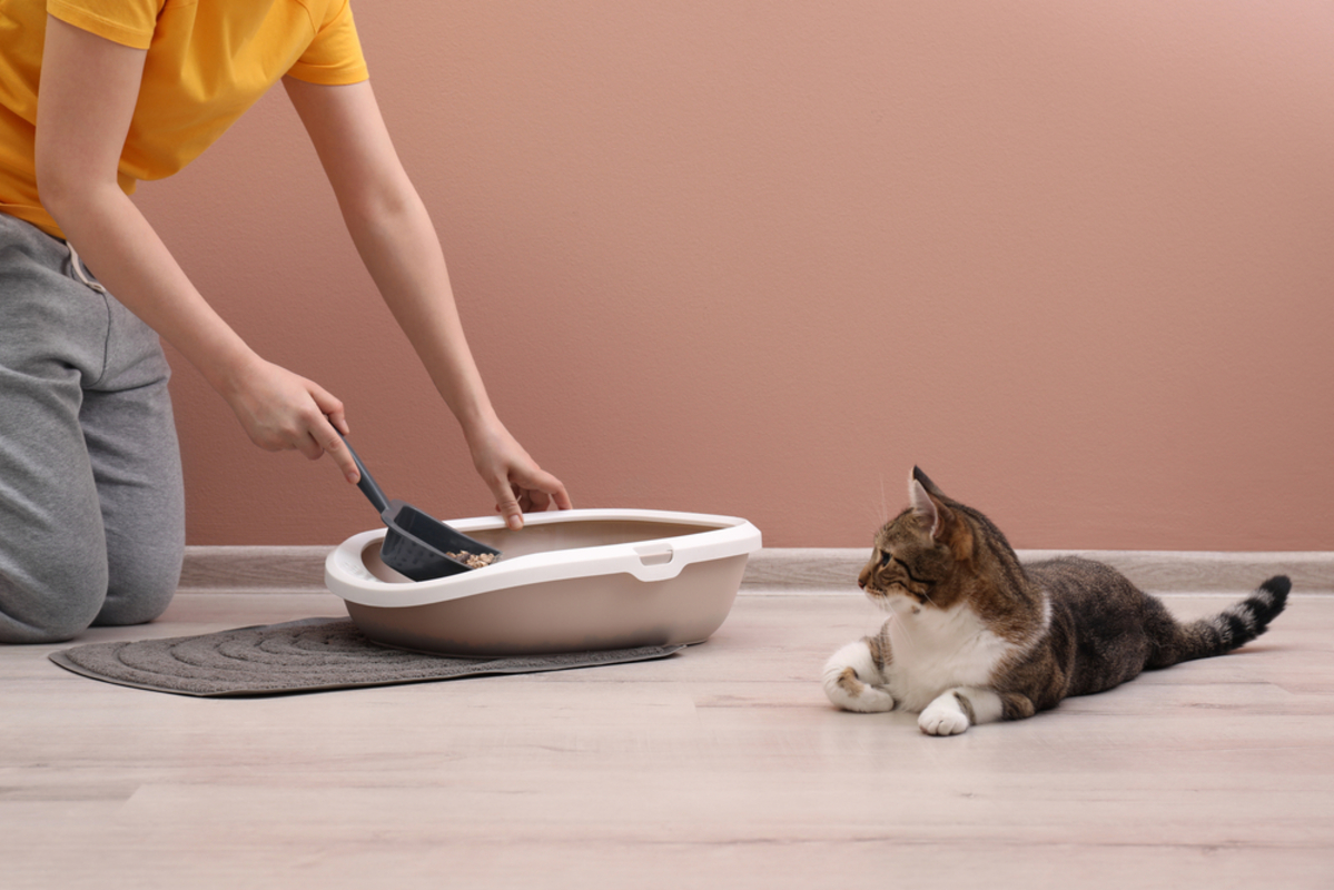 Stinky Cat Poop: Is Your Fluff Okay? Should You Be Worried?