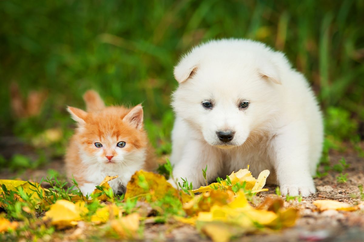 The 24 Worst Dog Breeds For Cats: Which Pups To Avoid