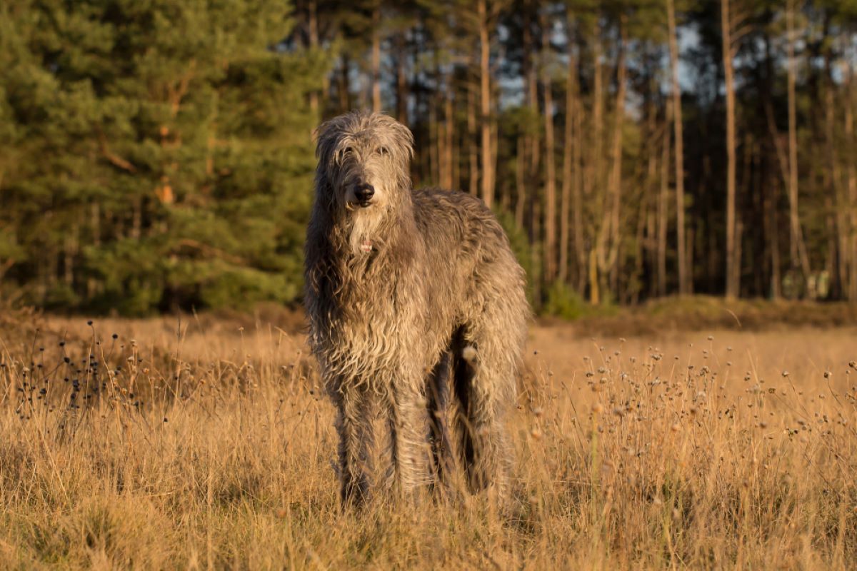 Kediler İçin En Kötü 24 Köpek Irkı: Hangi Yavrulardan Uzak Durulmalı