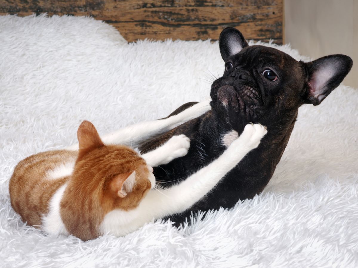 The 24 Worst Dog Breeds For Cats: Which Pups To Avoid