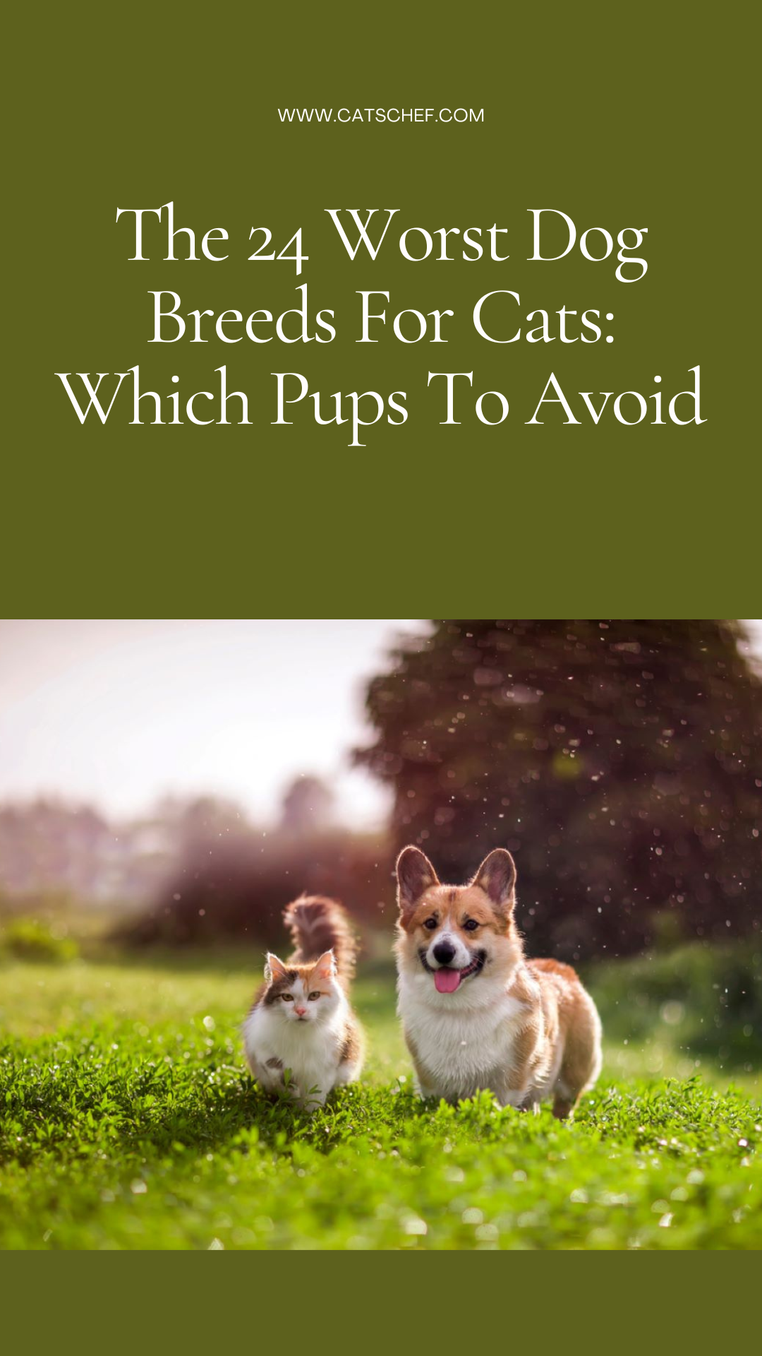 The 24 Worst Dog Breeds For Cats: Which Pups To Avoid