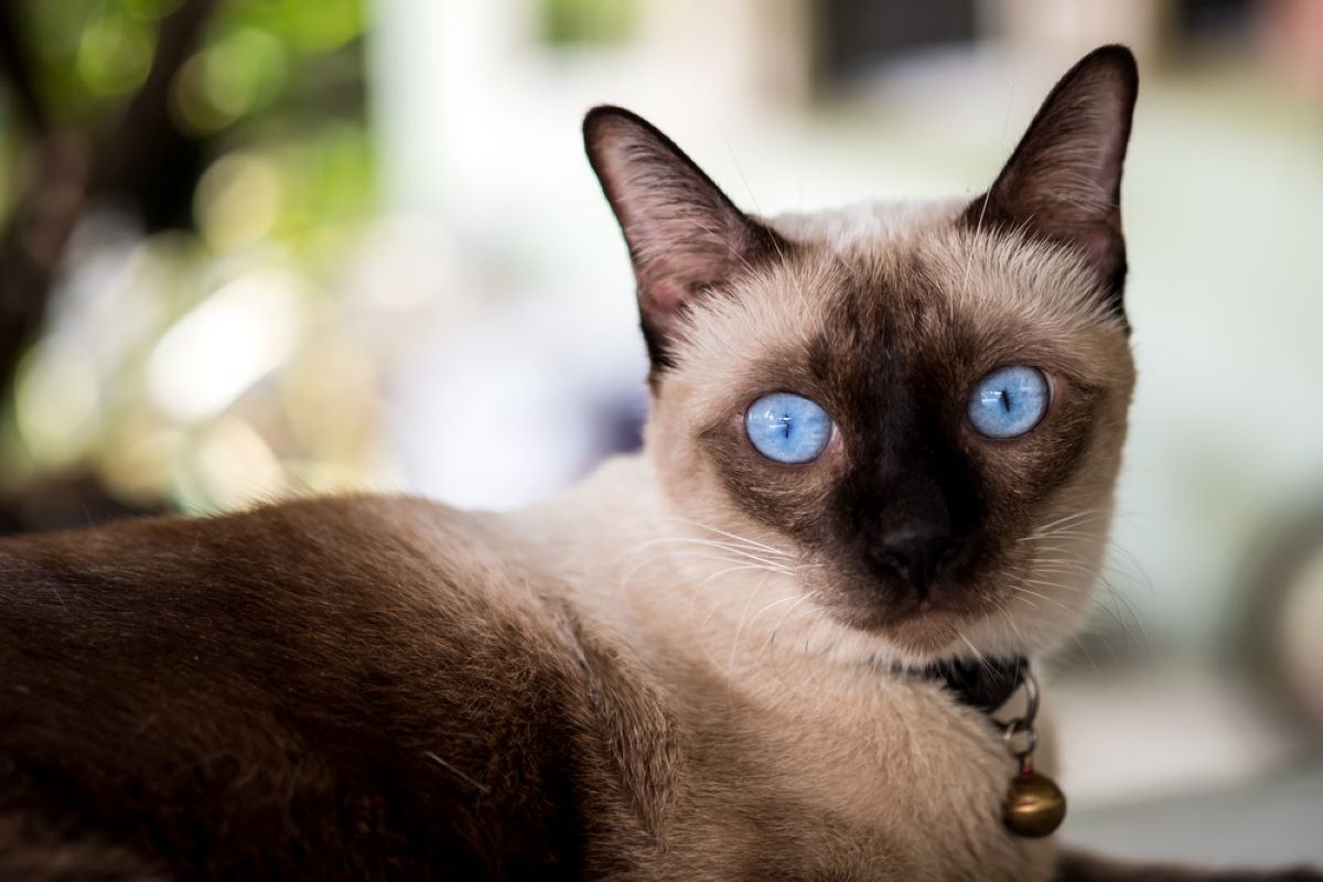 The 6 Healthiest Cat Breeds – Cats Who Live Long And Prosper