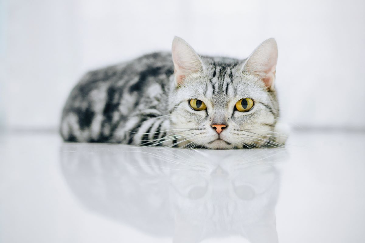 The 6 Healthiest Cat Breeds – Cats Who Live Long And Prosper