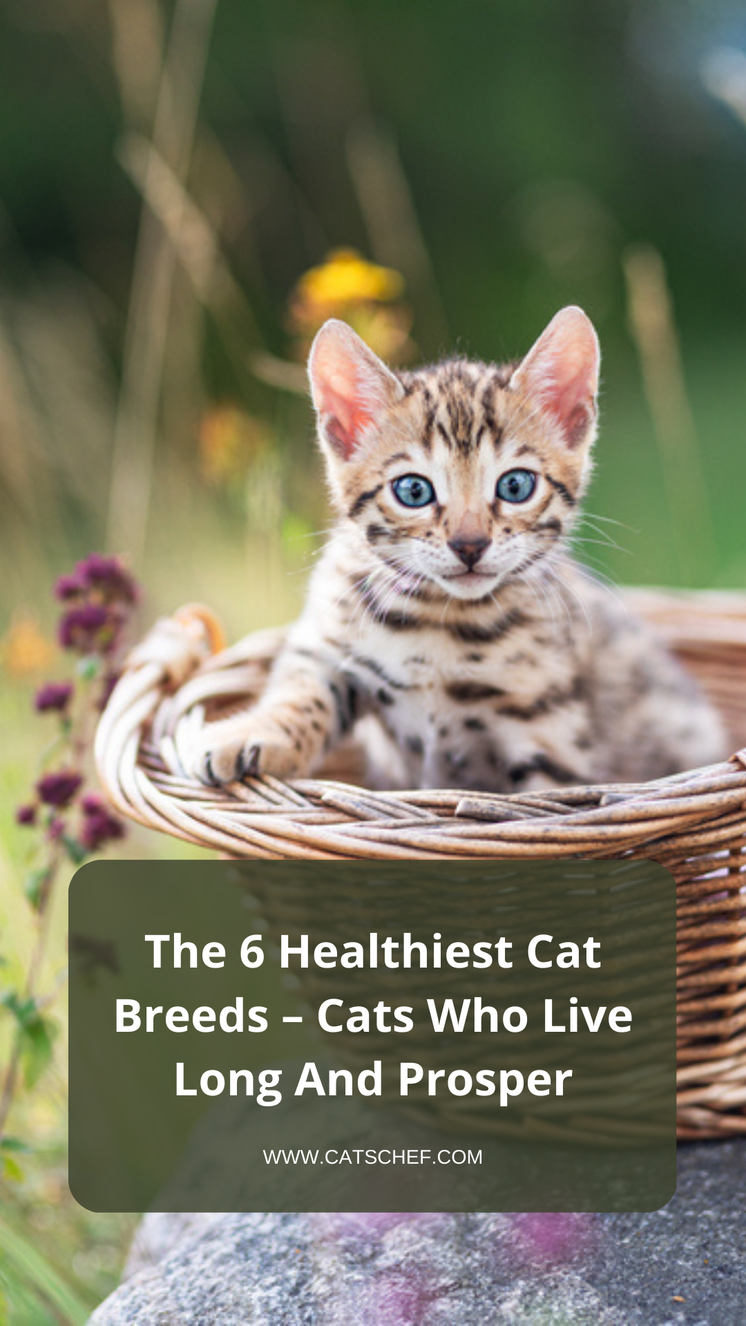 En Sağlıklı 6 Kedi Irkı - Uzun Yaşayan ve Başarılı Olan Kediler