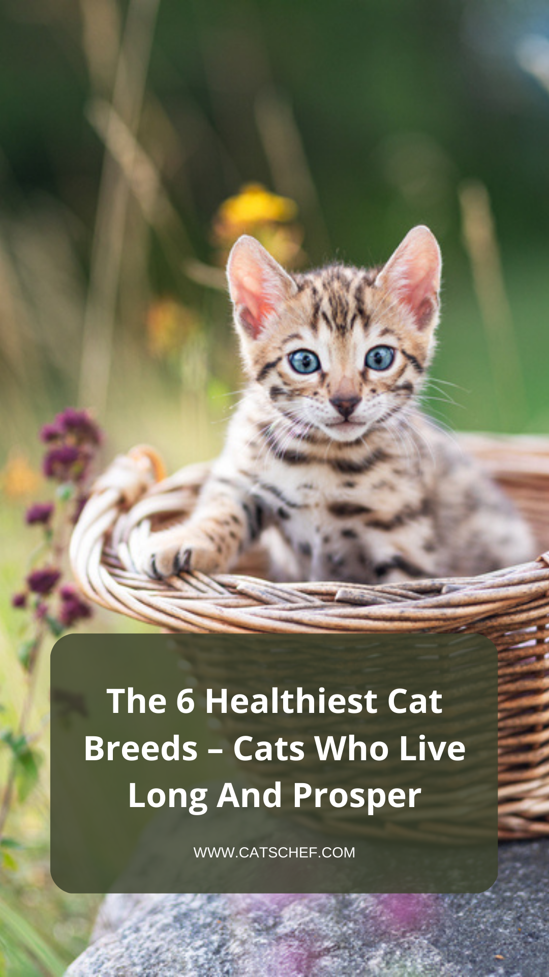 The 6 Healthiest Cat Breeds – Cats Who Live Long And Prosper