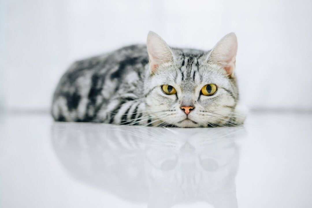 The 6 Healthiest Cat Breeds Cats Who Live Long And Prosper
