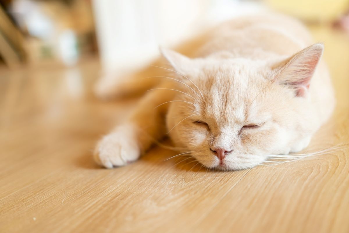 Why Did My Cat Stop Sleeping With Me? 7 Possible Reasons