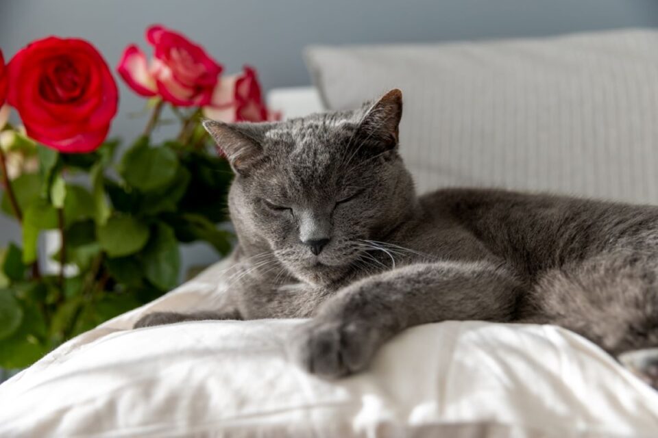 Why Did My Cat Stop Sleeping With Me? 7 Possible Reasons