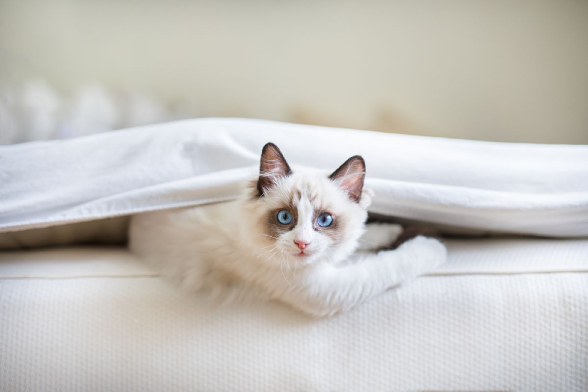 Why Did My Cat Stop Sleeping With Me? 7 Possible Reasons