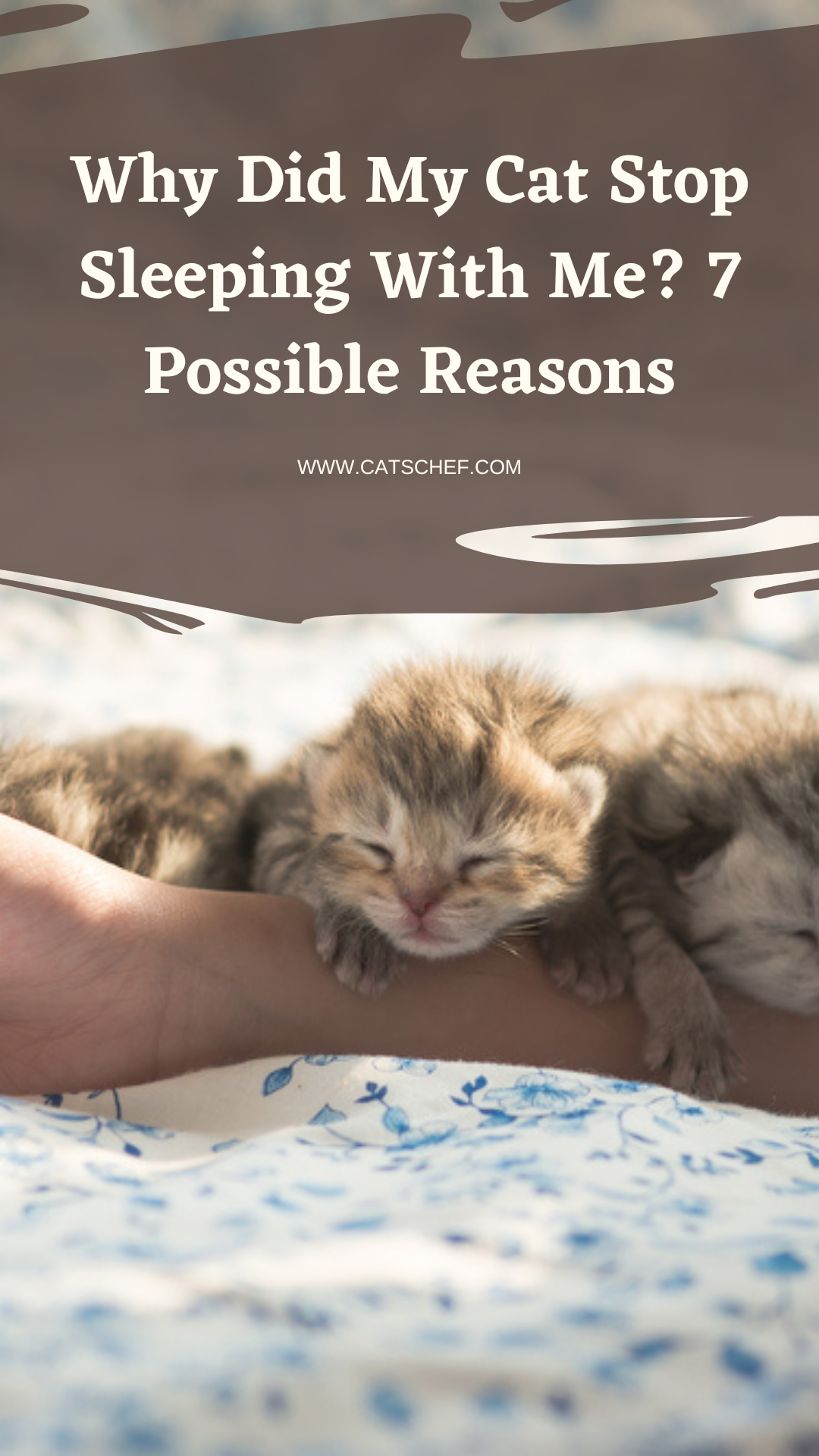 Why Did My Cat Stop Sleeping With Me? 7 Possible Reasons