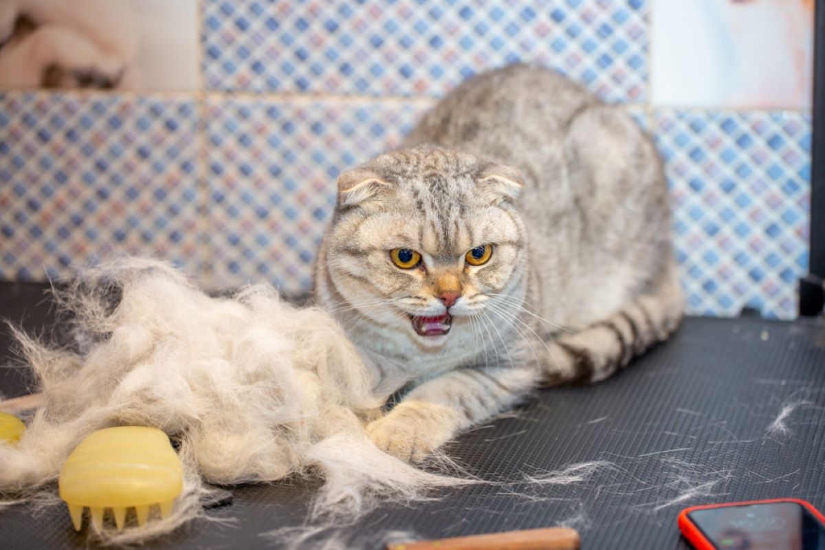 Why Do Cats Eat Their Hair? Time To Comb Your Worries Away