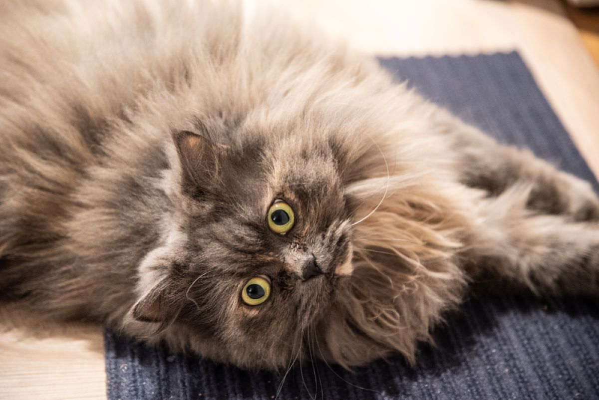 Why Do Cats Eat Their Hair? Time To Comb Your Worries Away