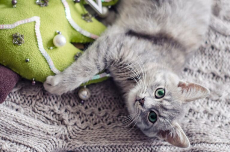 Why Do Cats Eat Their Hair? Time To Comb Your Worries Away