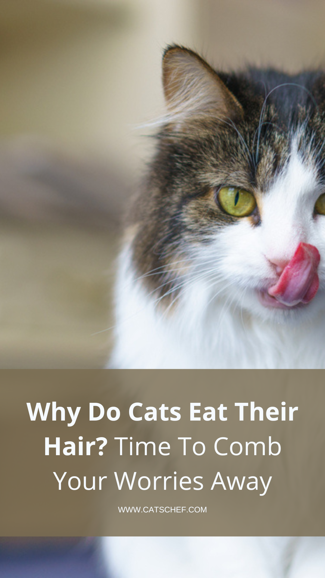 Why Do Cats Eat Their Hair? Time To Comb Your Worries Away