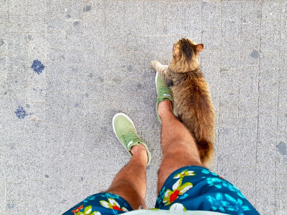 6-possible-reasons-why-cats-rub-against-you