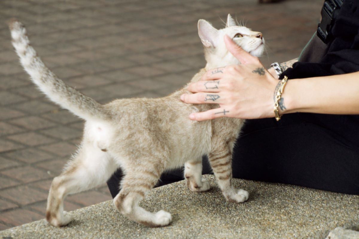 Why Do Cats Rub Against You? 6 Possible Explanations