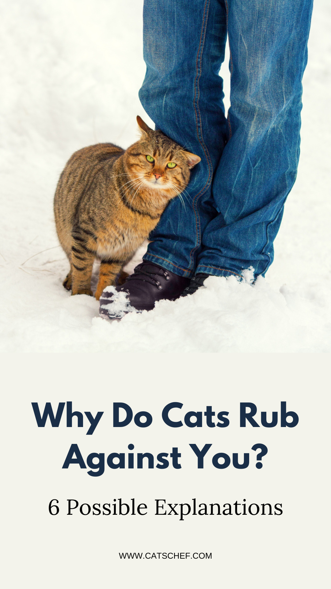 Why Do Cats Rub Against You? 6 Possible Explanations