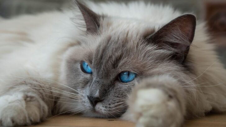 9 Bad Things About Ragdolls: A Not-So-Purrfect Feline Buddy