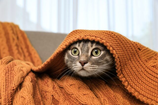 can cats have autism