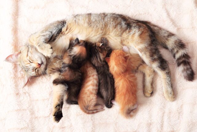 cat birthing box