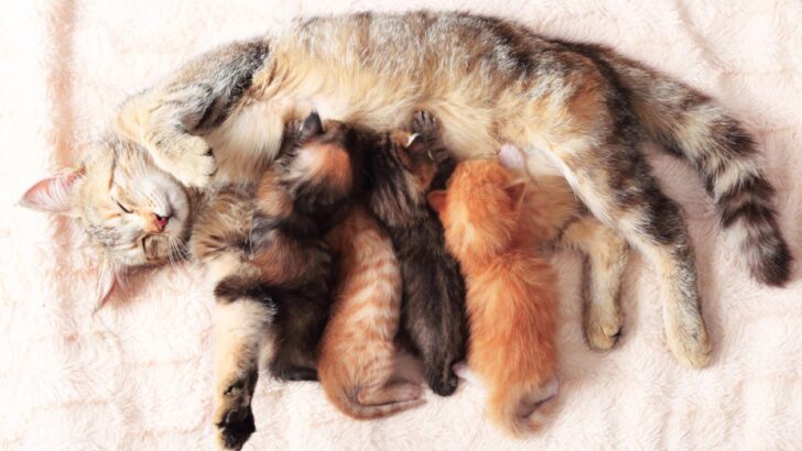 Anne Tüyünüz İçin Mükemmel Bir Kedi Doğum Kutusu Hazırlama