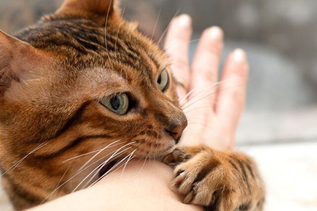 cats nails are splitting
