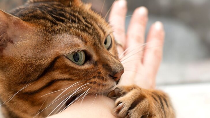 Pet Ebeveyn Sorunları: Kedimin Tırnakları Yarılıyor! Neden?!