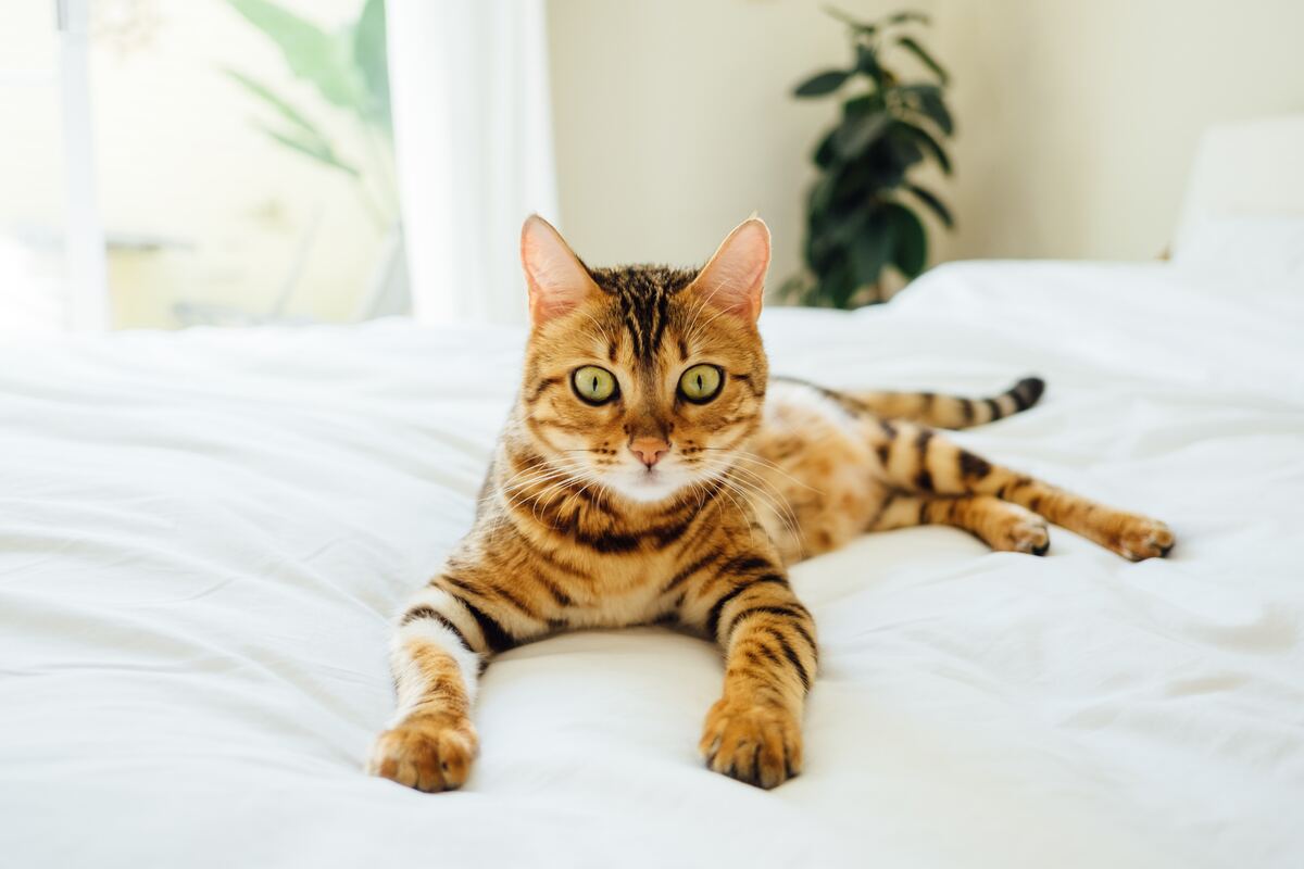 marble bengal cat