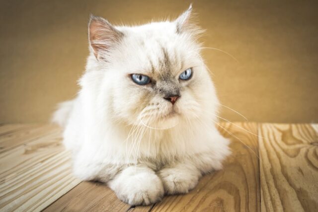 persian siamese mix
