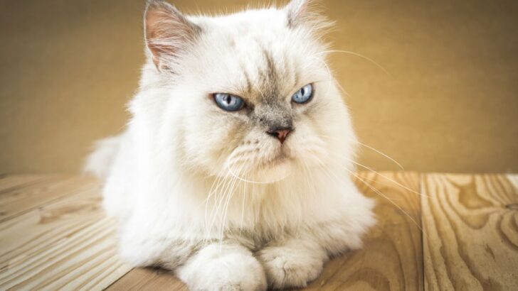 Persian Siamese Mix: A Match Made In Heaven