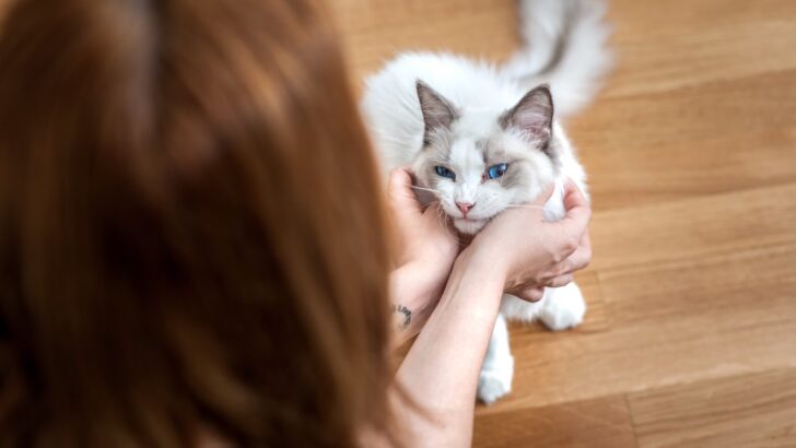 5 Signs Your Ragdoll Cat Might Be Feeling Lonely