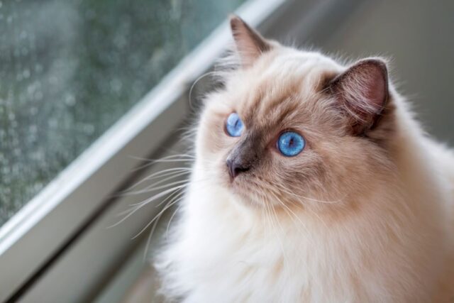 short hair ragdoll cats