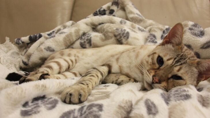 Snow Bengal Cat: The Feline Ice Queen Of Your Dreams