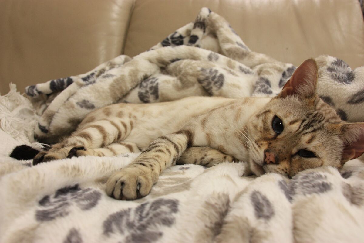 snow bengal cat