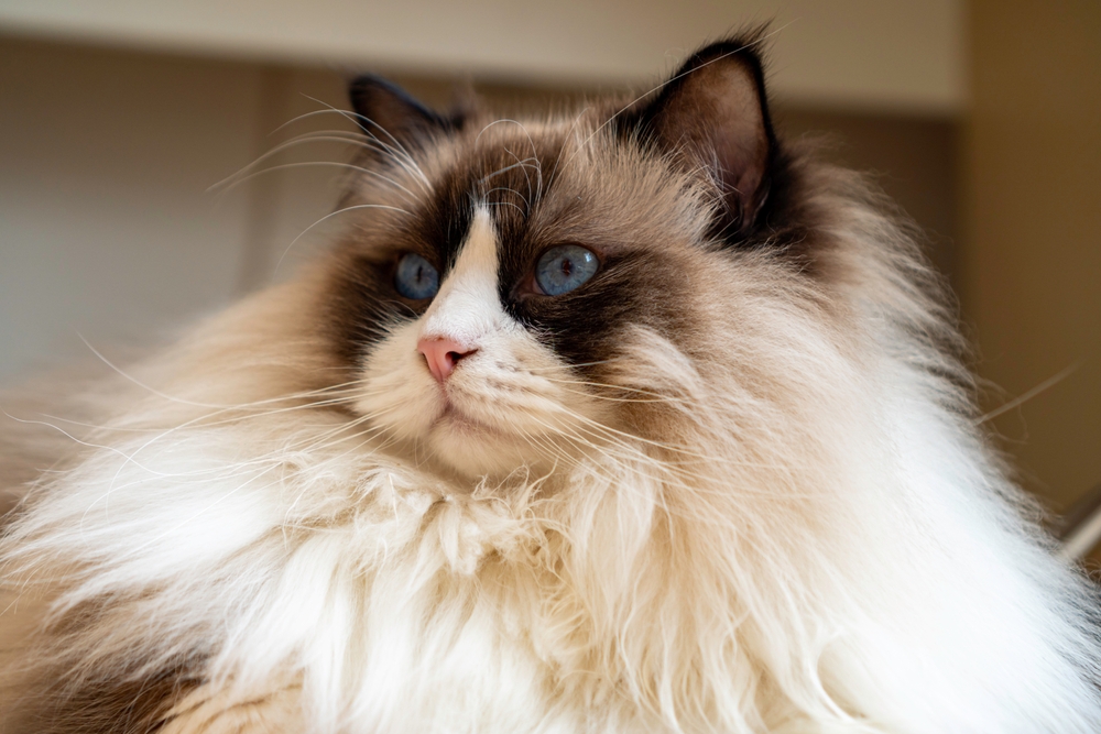 10 Cats With Big Heads You'll Want To Snuggle And Squish