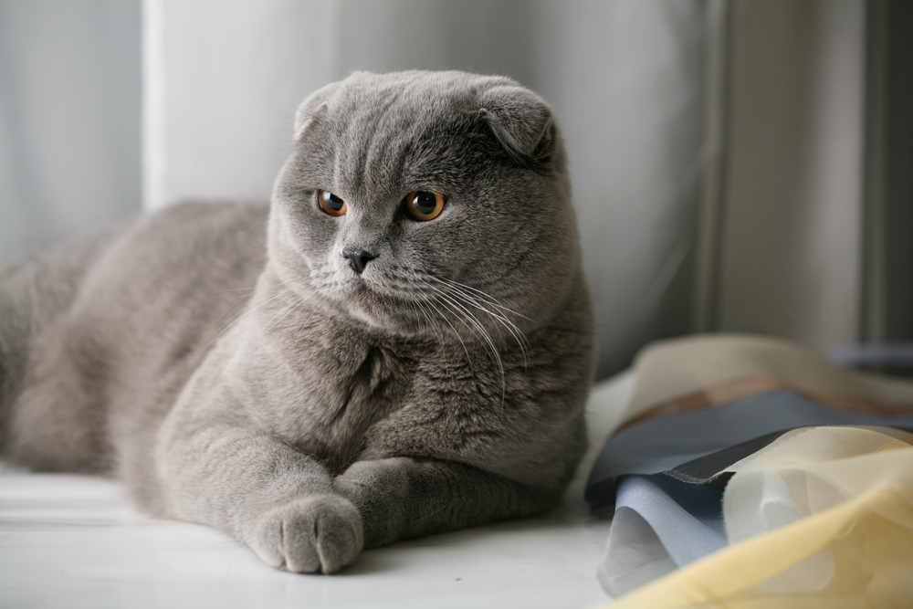 10 Cats With Big Heads You'll Want To Snuggle And Squish