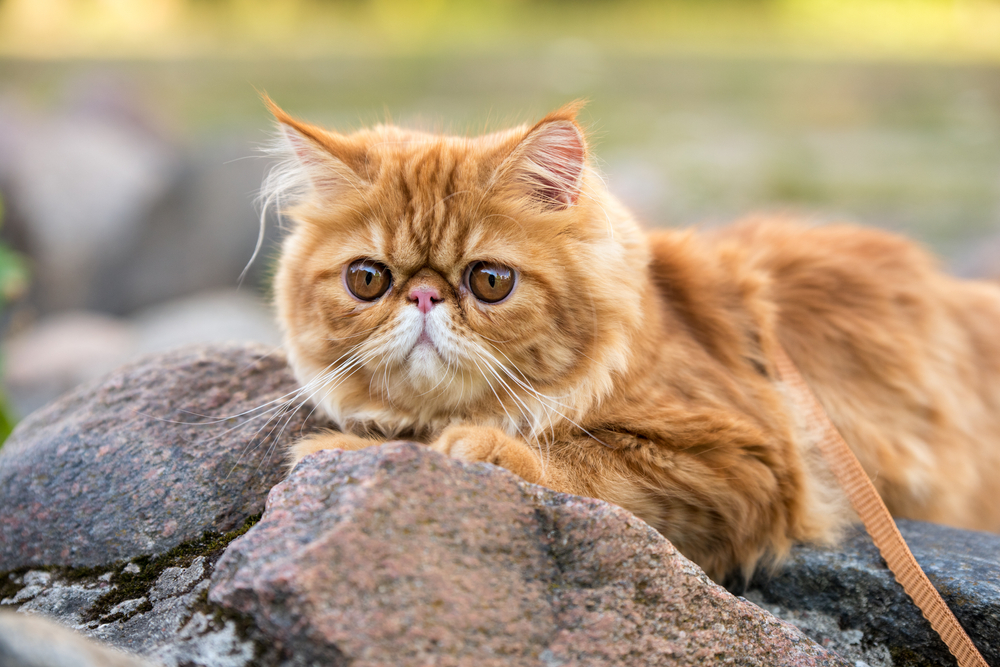 10 Cats With Big Heads You'll Want To Snuggle And Squish