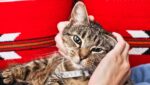 10 Most Affectionate Cat Breeds: Ultima…