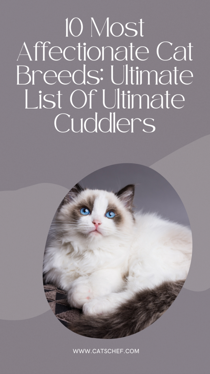 10 Most Affectionate Cat Breeds Ultimate List Of Ultimate Cuddlers