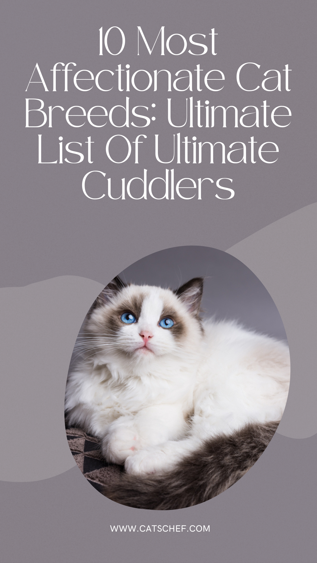 10 Most Affectionate Cat Breeds: Ultimate List Of Ultimate Cuddlers