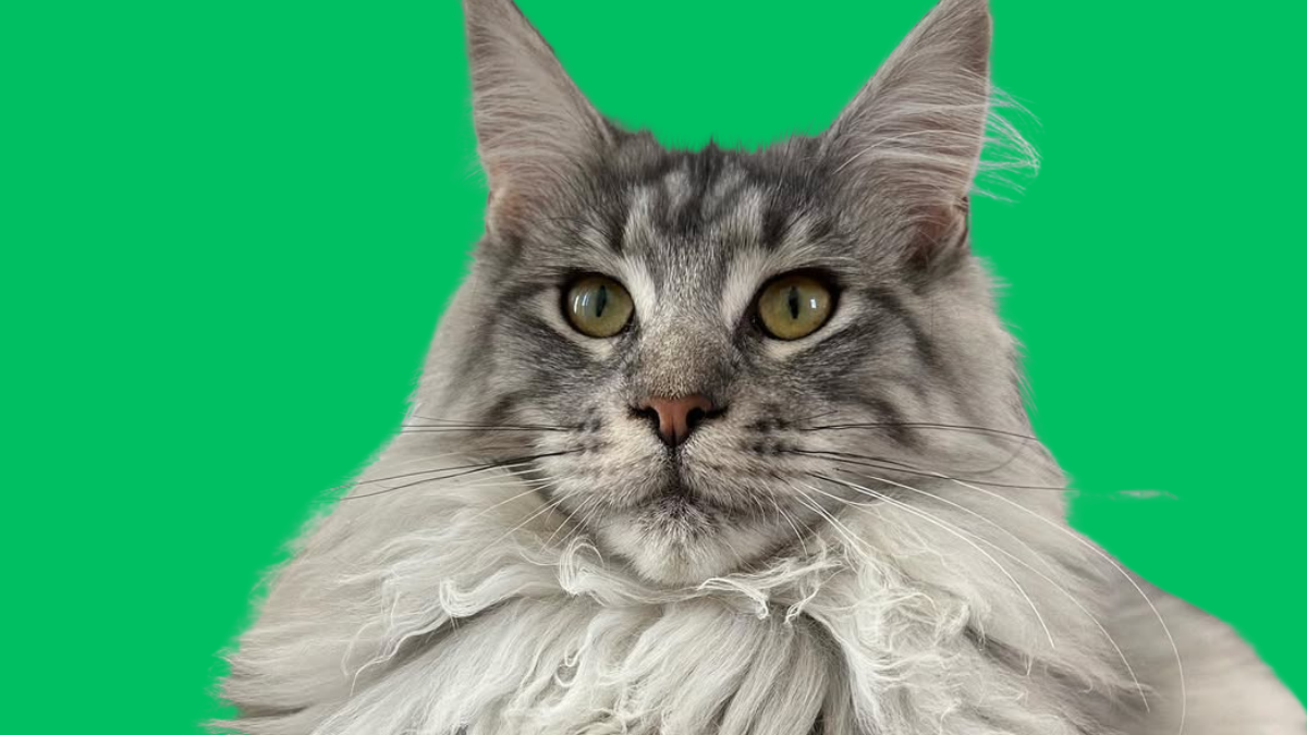 12 Golden Rules for Caring for Your Regal Maine Coon Cat