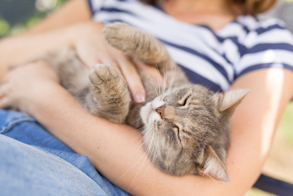 13 Heartbreaking Symptoms Of A Traumatized Cat