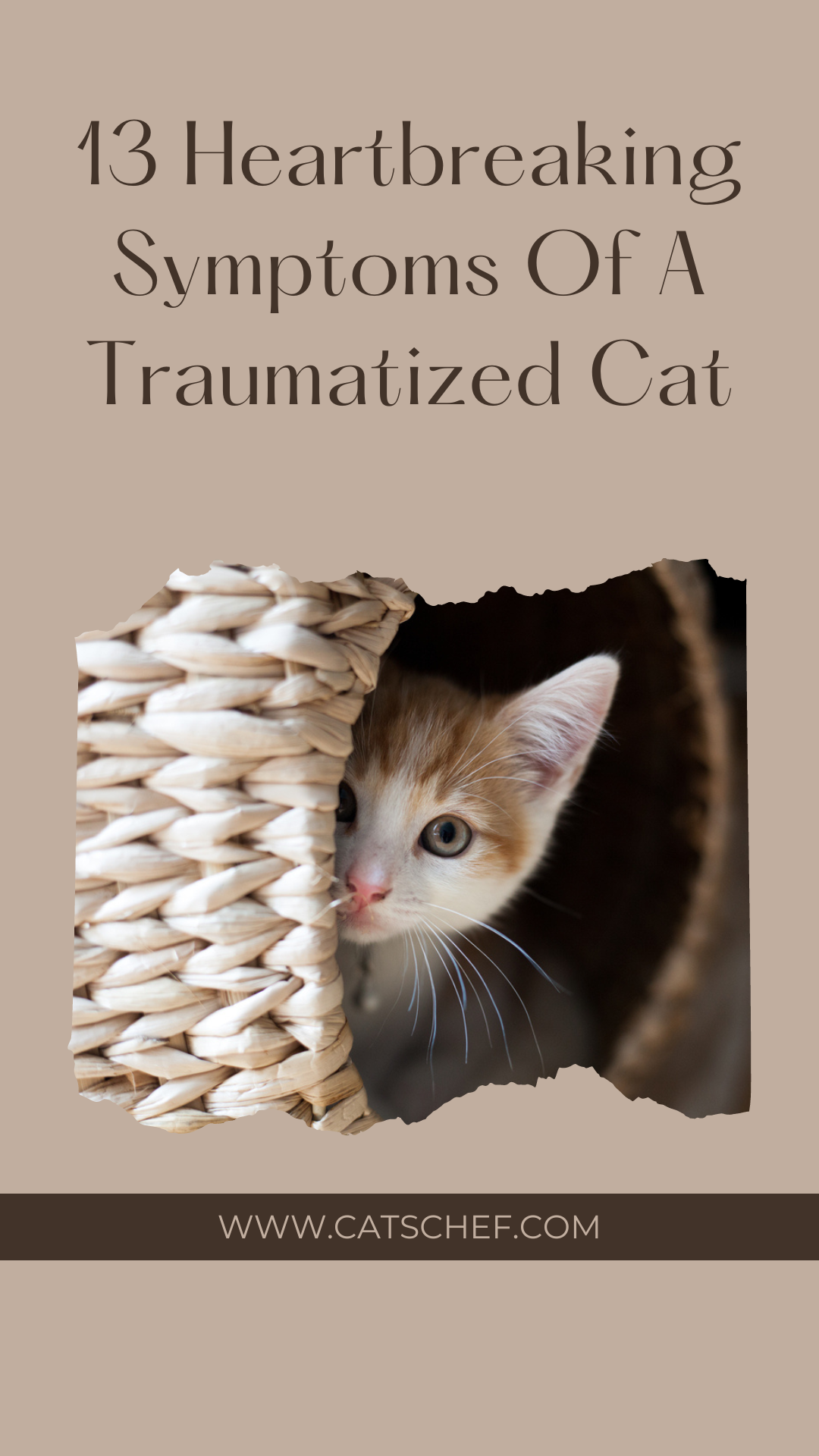 13 Heartbreaking Symptoms Of A Traumatized Cat