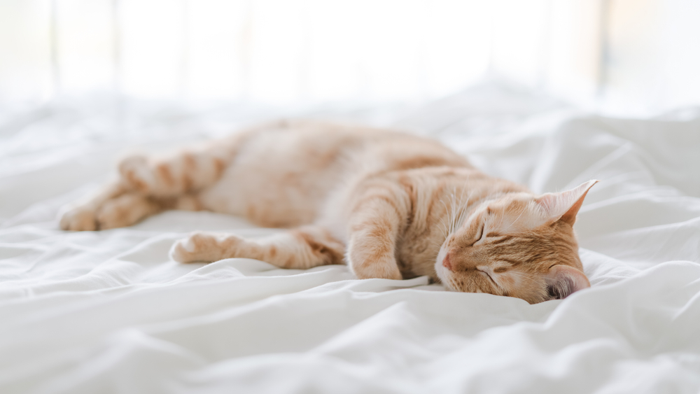 8 Behaviors That Are Typical For A Dominant Cat